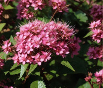 Спирея японская Сафо (Spiraea japonica 'Sapho')