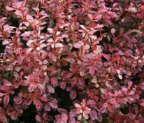 Барбарис Тунберга Инспирейшн (Berberis thunbergii 'Inspiration')