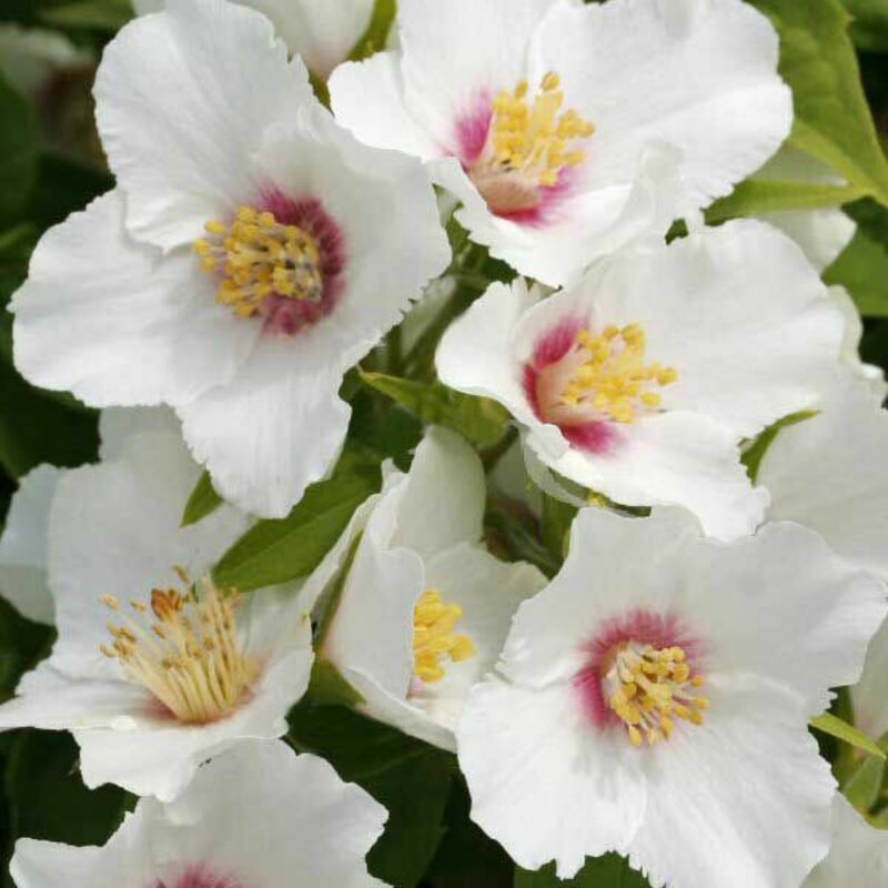 Чубушник Бель Этуаль (Philadelphus 'Belle Etoile')