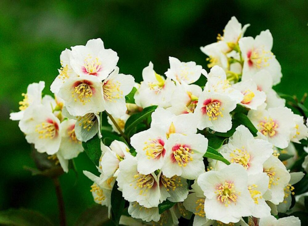 Чубушник Бель Этуаль (Philadelphus 'Belle Etoile')