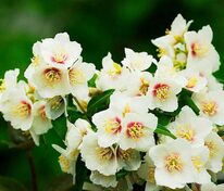 Чубушник Бель Этуаль (Philadelphus 'Belle Etoile')