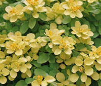 Барбарис Тунберга Спешиал Голд (Berberis thunbergii 'Special Gold')