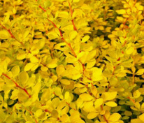 Барбарис Тунберга Санни (Berberis thunbergii 'Sunny')