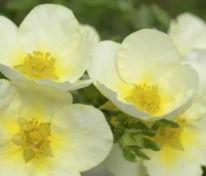 Лапчатка кустарниковая Лаймлайт (Potentilla fruticosa 'Limelight')