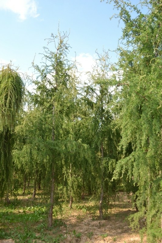 Лиственница европейская 'Horstmann Recurved' (Хорстманн Рекурвед)