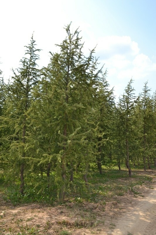 Лиственница европейская Хорстманн Рекурвед (Larix decidua 'Horstmann Recurved')