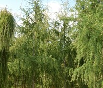 Лиственница европейская Хорстманн Рекурвед (Larix decidua 'Horstmann Recurved')