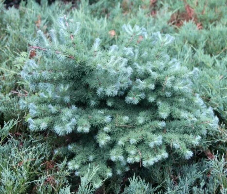 Лиственница японская 'Blue Rabbit' (Блю Рэббит)