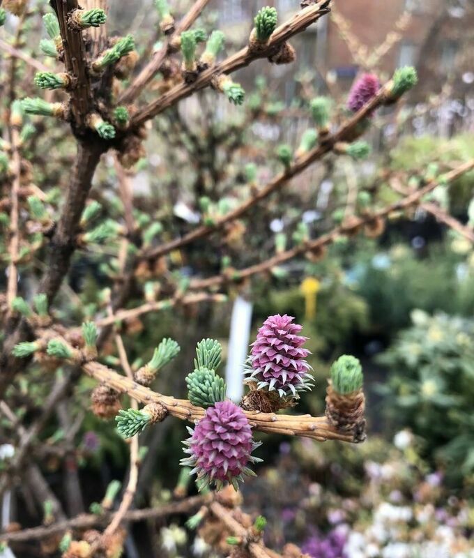 Лиственница японская 'Blue Rabbit' (Блю Рэббит)