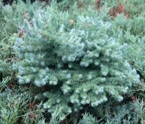 Лиственница японская Блю Рэббит (Larix kaempferi 'Blue Rabbit')