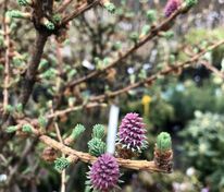 Лиственница японская 'Blue Rabbit' (Блю Рэббит)