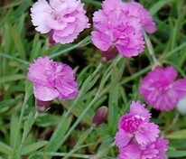 Гвоздика серовато-голубая "Pink Jewel" (Пинк Джевел)