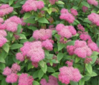 Спирея густоцветковая (Spiraea densiflora)
