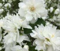 Чубушник венечный Крупноцветковый (Philadelphus coronarius 'Grandiflorus')