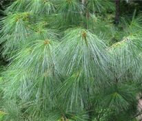 Сосна Веймутова (Pinus strobus) (солитер стрижка)