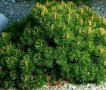 Сосна горная (Pinus mugo) (солитер, стрижка)