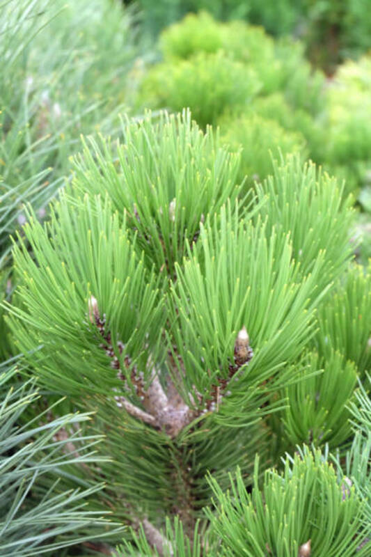 Сосна чёрная (штамб)