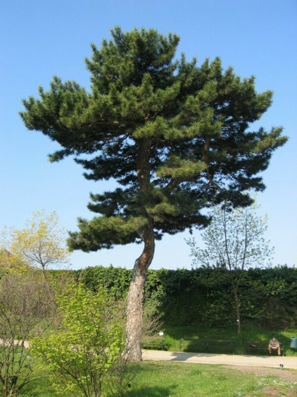 Сосна чёрная (штамб)