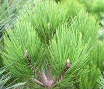 Сосна чёрная (Pinus nigra) (штамб)