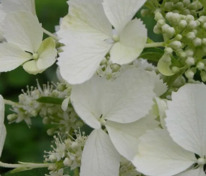 Гортензия метельчатая Вайт Леди (Hydrangea paniculata 'White Lady')