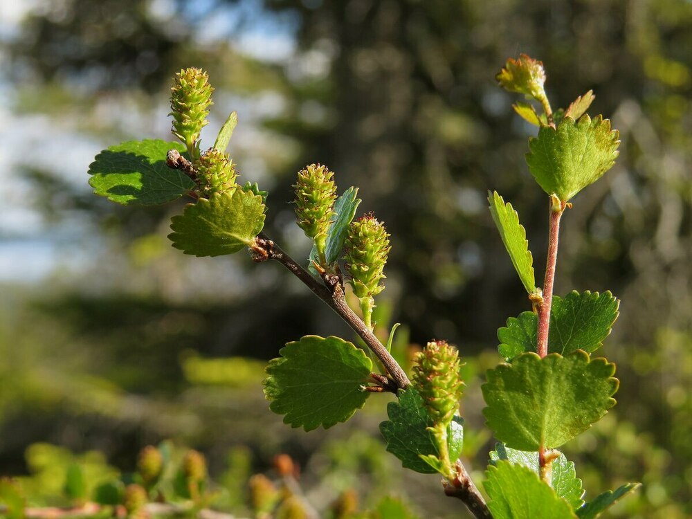 Берёза карликовая (Betula nana)