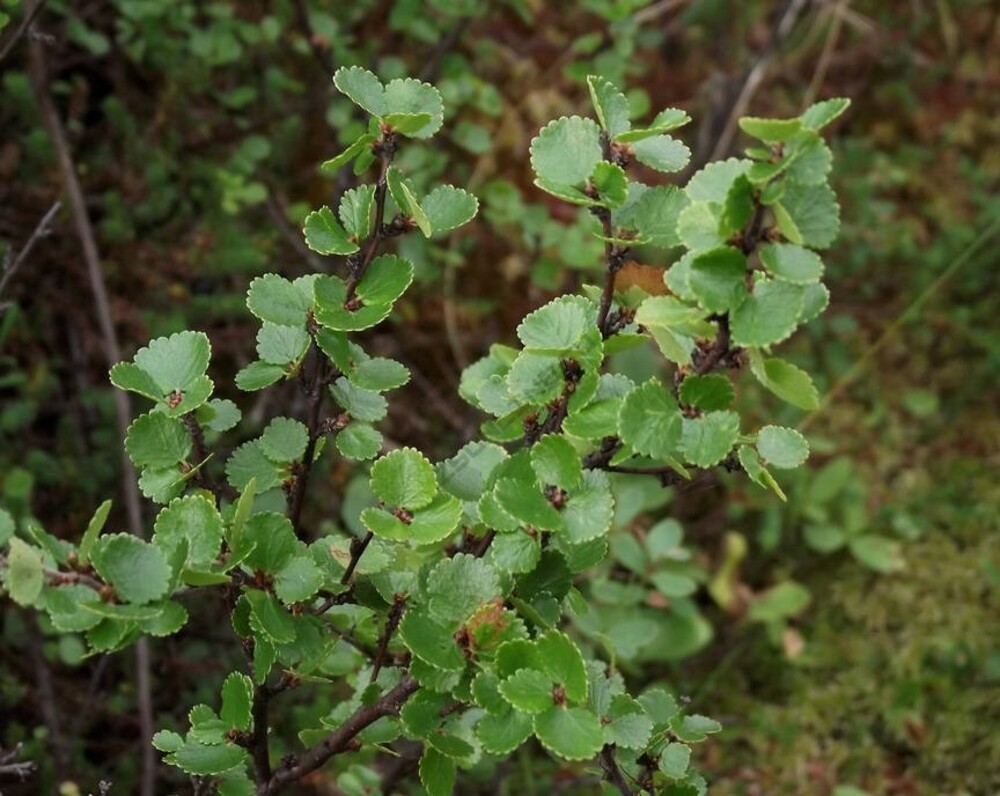 Берёза карликовая (Betula nana)
