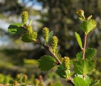 Берёза карликовая (Betula nana)