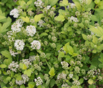 Пузыреплодник калинолистный "Little Greeny" (Литтл Грини)