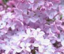 Сирень обыкновенная Гортензия (Syringa vulgaris 'Gortenziya')