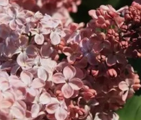 Сирень обыкновенная Мулатка (Syringa vulgaris 'Mulatka')