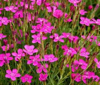 Гвоздика травянка (Dianthus deltoides)