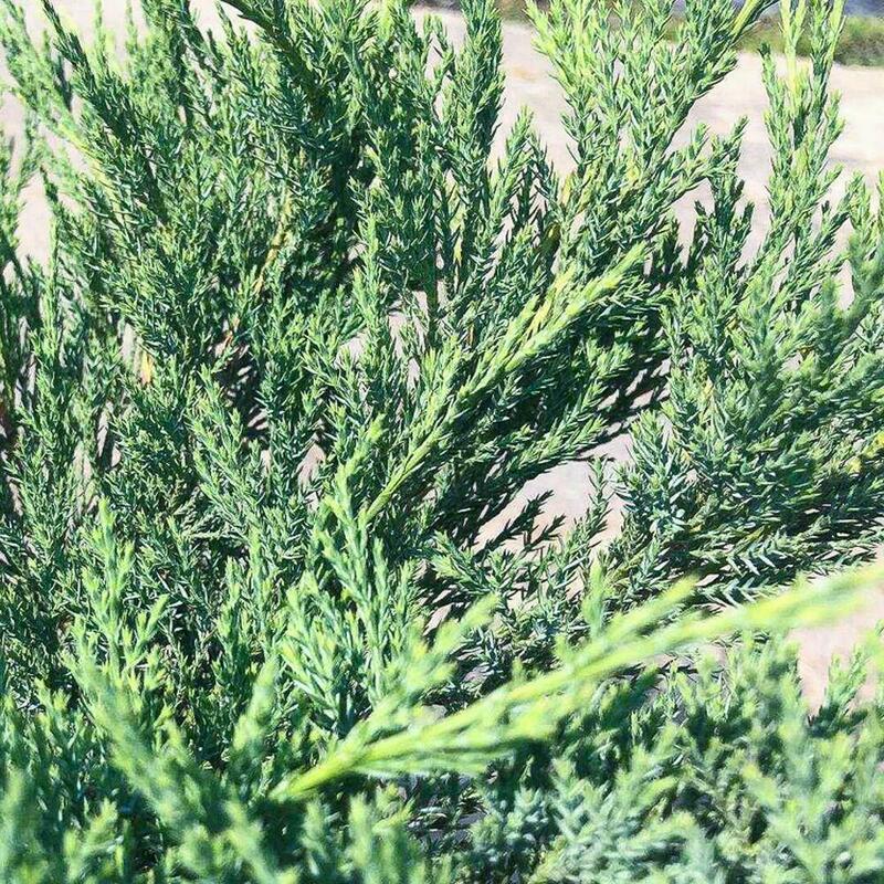 Можжевельник казацкий 'Blaue Donau' (Блю Донау)