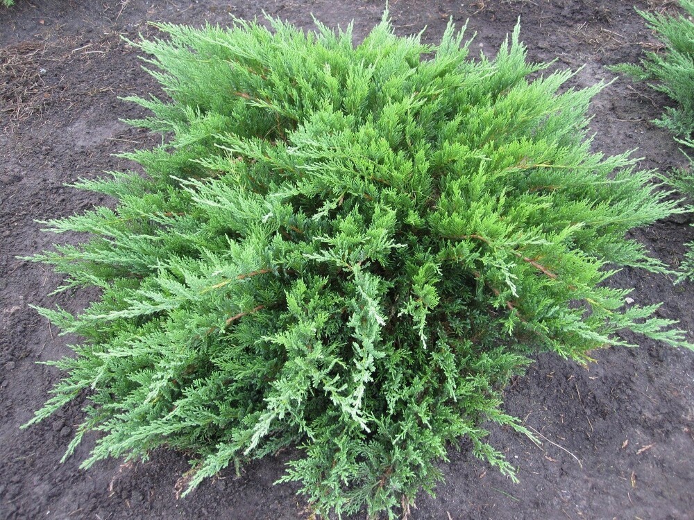 Можжевельник казацкий Блю Донау (Juniperus sabina 'Blaue Donau')