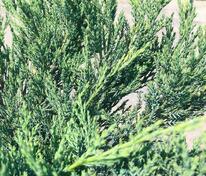 Можжевельник казацкий Блю Донау (Juniperus sabina 'Blaue Donau')