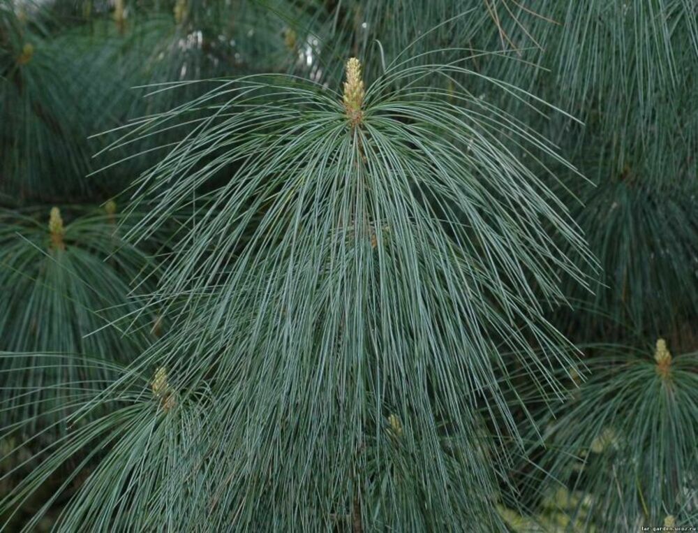 Сосна гималайская (Pinus wallichiana)