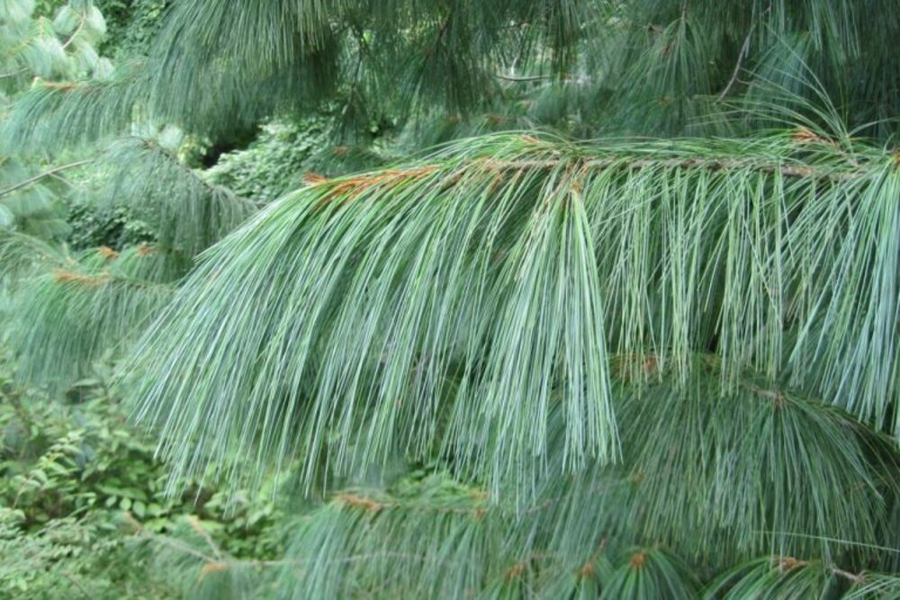 Сосна гималайская (Pinus wallichiana)