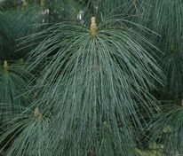 Сосна гималайская (Pinus wallichiana)