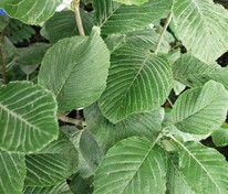 Рябина круглолистная "Lutescens" (Лютесценс)