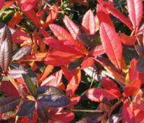 Барбарис Юлиана (Berberis julianae)