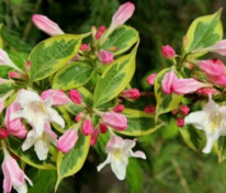 Вейгела цветущая "Variegata" (Вариегата)