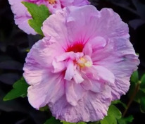 Гибискус сирийский "Lavender Chiffon" (Лавендер Шифон)