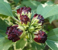 Гибискус сирийский Пурпуреус Вариегатус (Hibiscus syriacus 'Purpureus Variegatus')