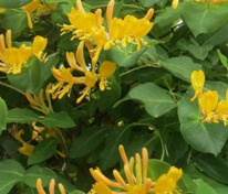 Жимолость Тельмана (Lonicera × tellmanniana)