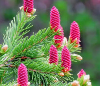 Ель аянская (иезская) (Picea jezoensis)