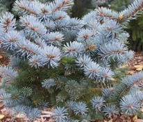 Ель колючая Нидиформис Калоус (Picea pungens 'Nidiformis Kalous')