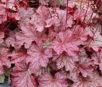 Гейхера Берри Смузи (Heuchera 'Berry Smoothie')
