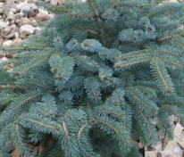 Ель мариорика Мачала (Picea × mariorika 'Machala')