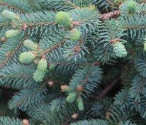 Ель Мейера (Picea meyeri)
