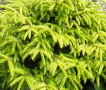 Ель обыкновенная Ауреа (Picea abies 'Aurea')