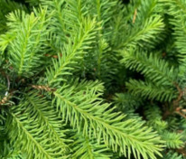 Ель обыкновенная Даблице (Picea abies 'Dablice')